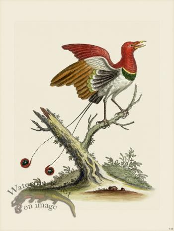 Edwards 111 King of Paradise